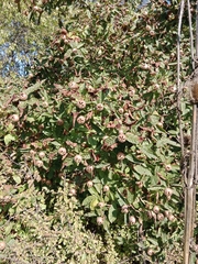 Crataegus germanica