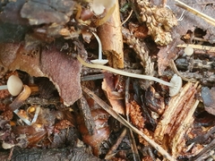 Strobilurus conigenus