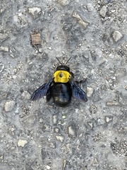 Xylocopa pubescens