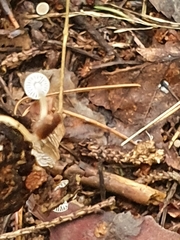 Strobilurus conigenus