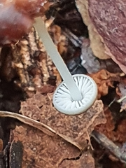 Strobilurus conigenus