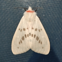 Lemyra bornemontana