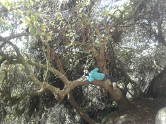 Varronia cylindrostachya