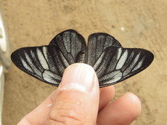 Pereute charops charops