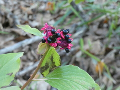 Paeonia mascula