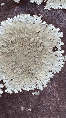 Flavoparmelia baltimorensis