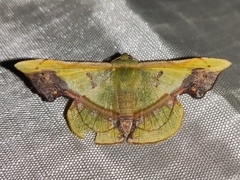 Fascellina plagiata