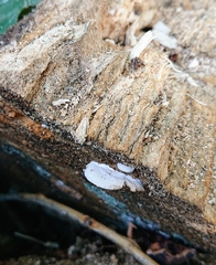 Neoantrodia serialis