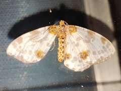 Abraxas amicula-illuminata