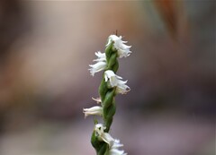 Spiranthes casei casei