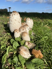 Coprinus