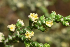Thymelaea hirsuta