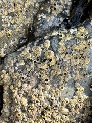 Semibalanus balanoides
