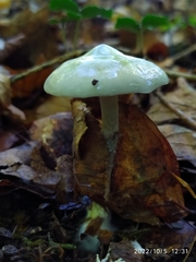 Stropharia aeruginosa