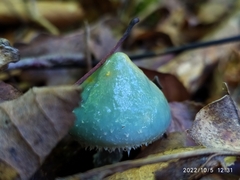 Stropharia aeruginosa