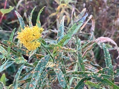 Coleosporium