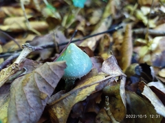 Stropharia aeruginosa