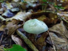 Stropharia aeruginosa