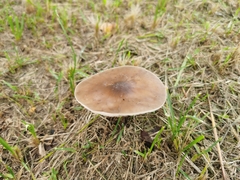 Pluteus
