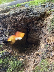 Pluteus aurantiorugosus