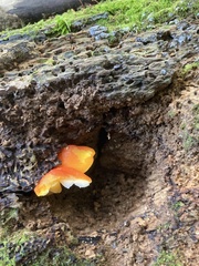 Pluteus aurantiorugosus