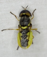 Stratiomyinae