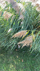 Phragmites australis