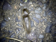 Orthostethus sieboldi