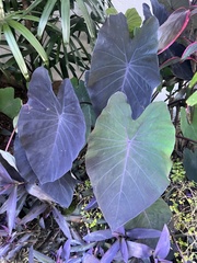 Colocasia