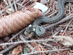 Zamenis longissimus