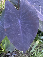 Colocasia