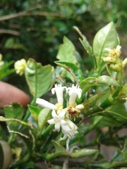 Palicourea boqueronensis