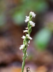 Spiranthes casei casei