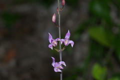 Bletia purpurea