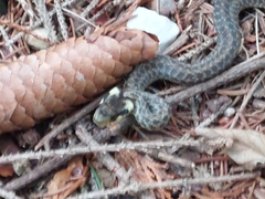 Zamenis longissimus