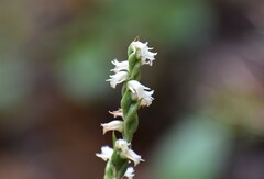 Spiranthes casei casei