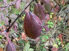 Viburnum prunifolium