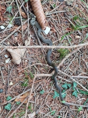 Zamenis longissimus