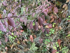 Viburnum prunifolium