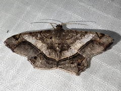 Chiasmia nora