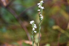 Spiranthes casei casei