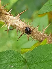 Exochomus quadripustulatus
