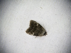Meganola bryophilalis