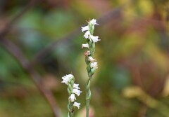 Spiranthes casei casei