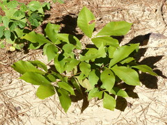 Carya texana