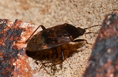Neolethaeus tenebrosus