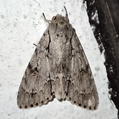 Acronicta maxima