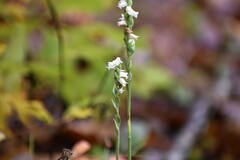 Spiranthes casei casei