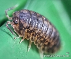 Scleropactidae