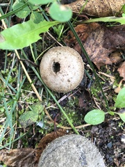 Lycoperdon perlatum